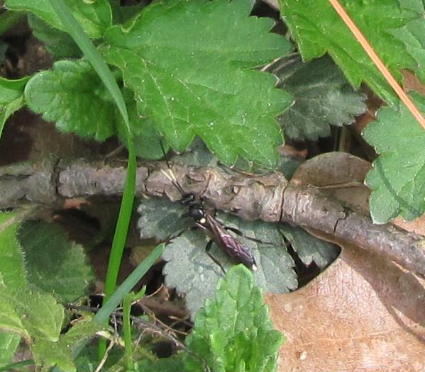 Ichneumon stramentarius?